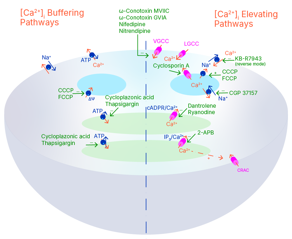 The Major Cellular Ca2+ Transport Pathways