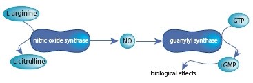 Pathway for Nitric Oxide Biosynthesis