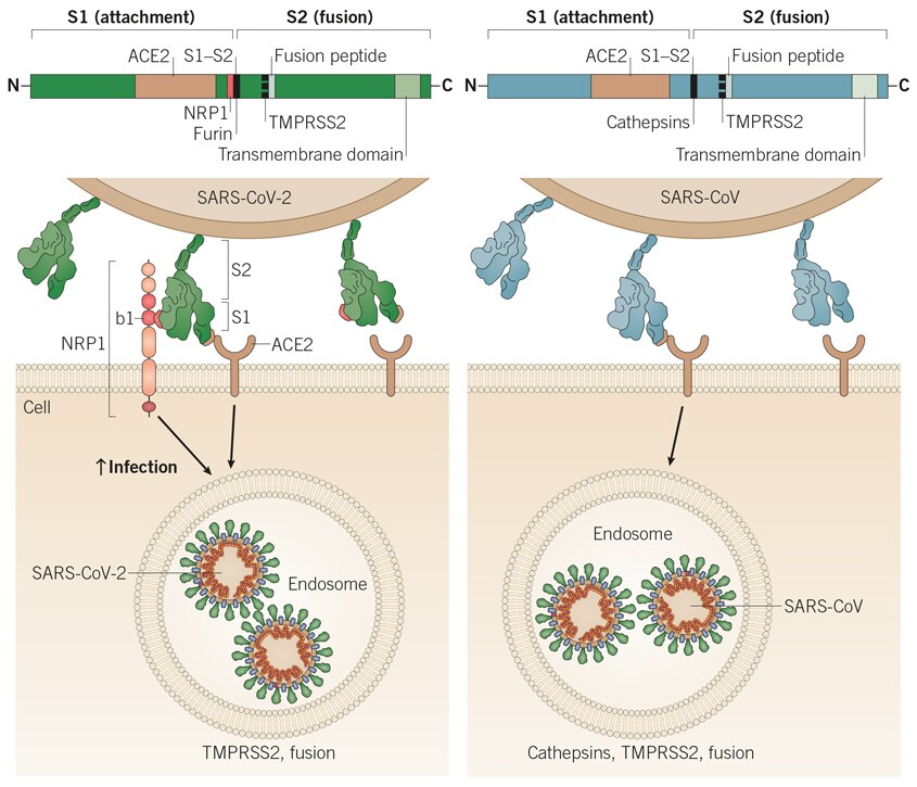 Comparison of SARS-CoV-2 and SARS-CoV viral cell entry mechanisms