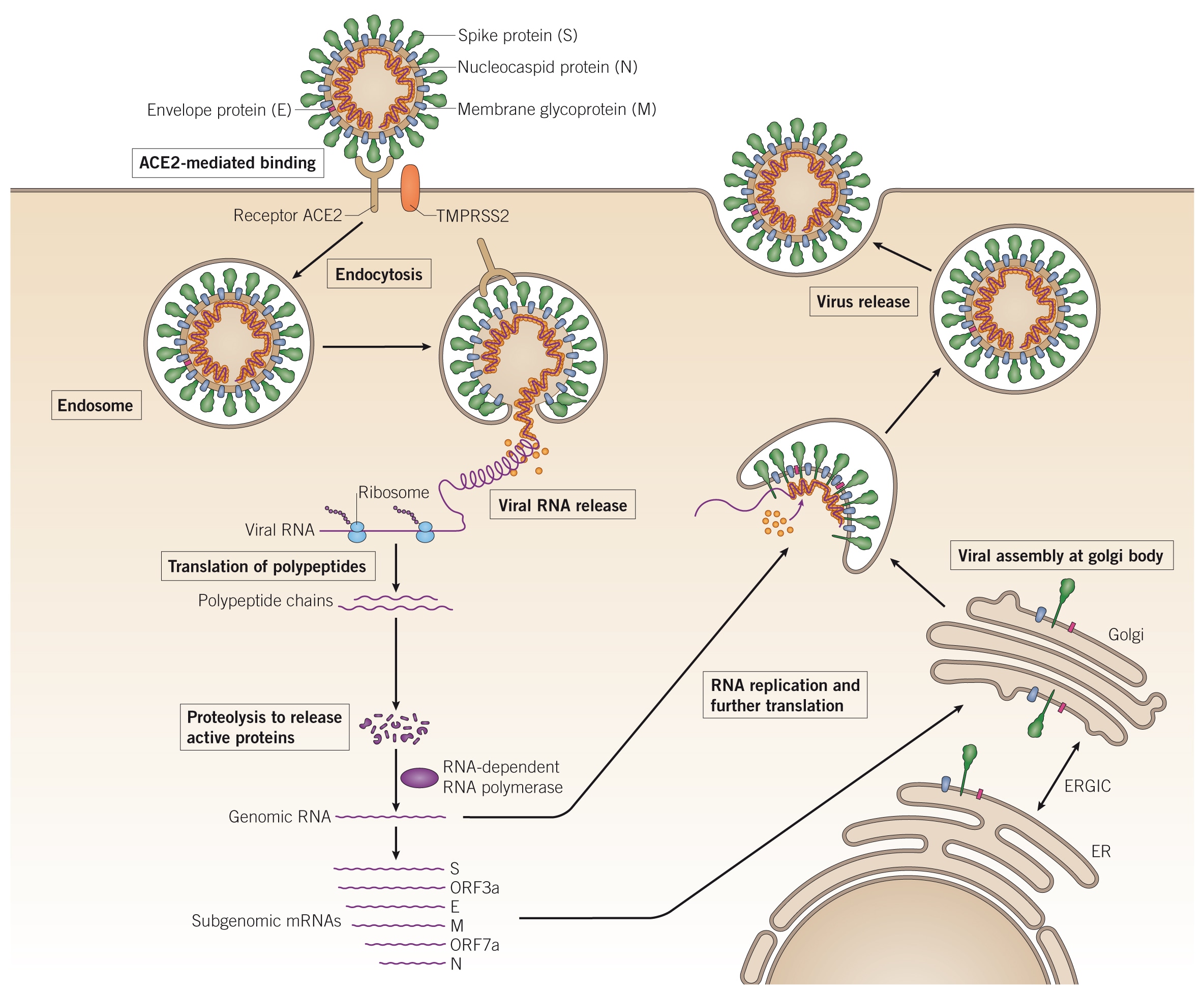 Graphic of the SARS-CoV-2 Viral Lifecycle