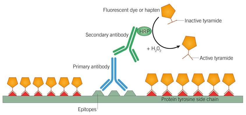 Tyramide Signal Amplification (TSA) principle infographic
