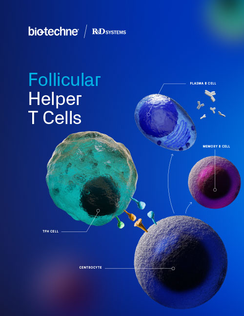 Follicular Helper T Cells