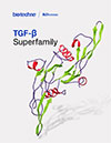 TGF-beta Superfamily