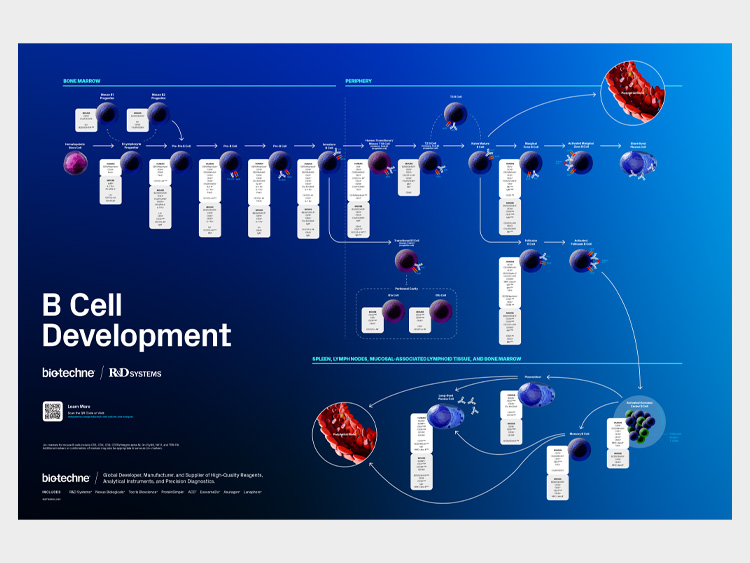 Flowchart showing the stages of B cell development and the human and mouse cell surface markers that can be used to identify each stage.