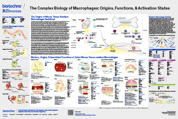 The Complex Biology of Macrophages Poster