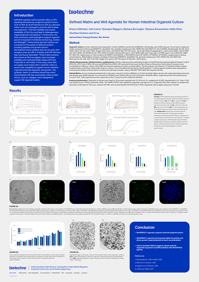 Defined Matrix and Wnt Agonists for Human Intestinal Organoid Culture Poster