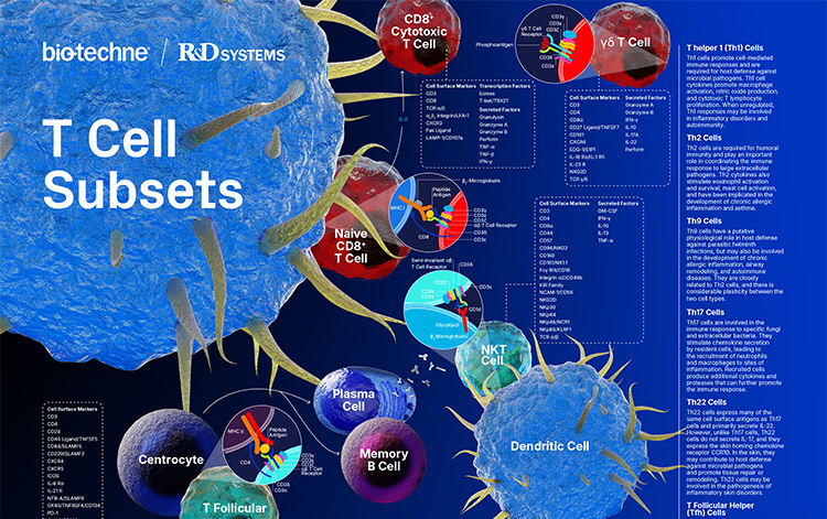 T Cell Subsets Poster