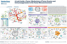 A Look Inside A Tumor: Mechanisms of Tumor Evasion and Immunosuppression in the Tumor Microenvironment