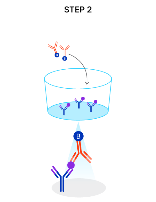 Biotinylated detection antibody binding to a second epitope on the target analyte.