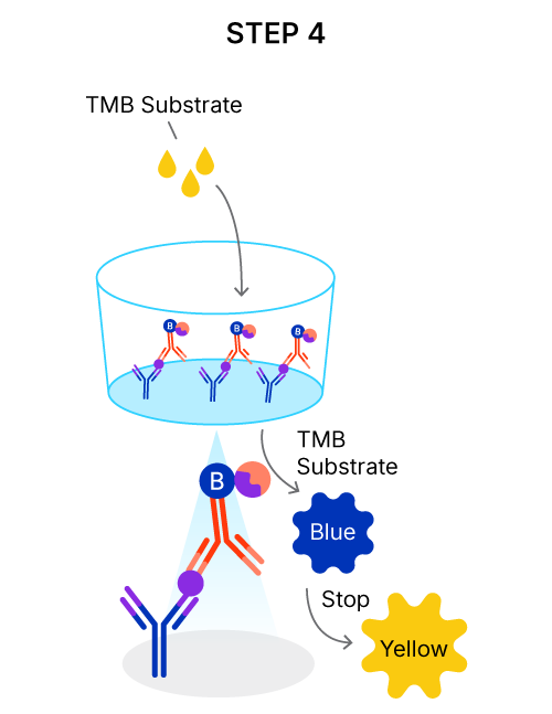 TMB substrate develops a blue color in the wells in proportion to the amount of analyte present in the sample