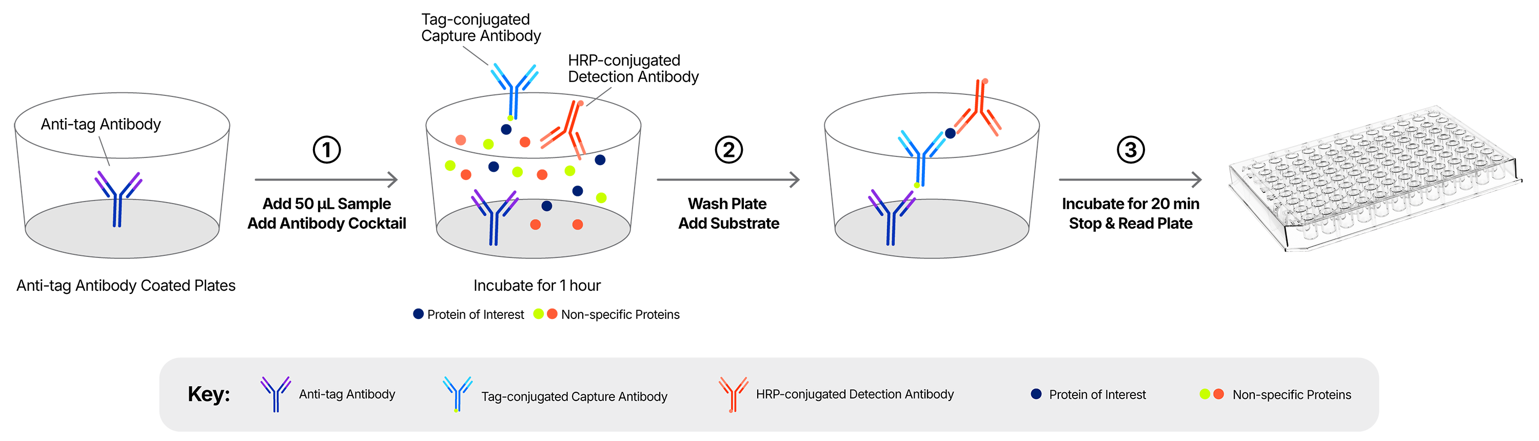 ELISA Assay Principle Workflow