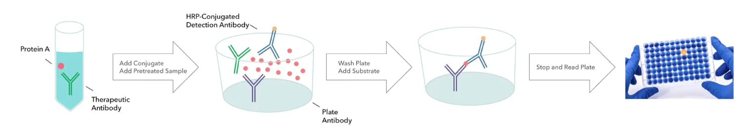 Workflow diagram of the Protein A ELISA process, from sample pretreatment through detection and quantification.