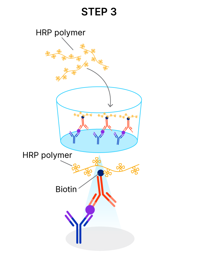 Quantikine High Sensitivity ELISA Kit Assay Principle Using a Streptavidin HRP Polymer Amplification System Step 3