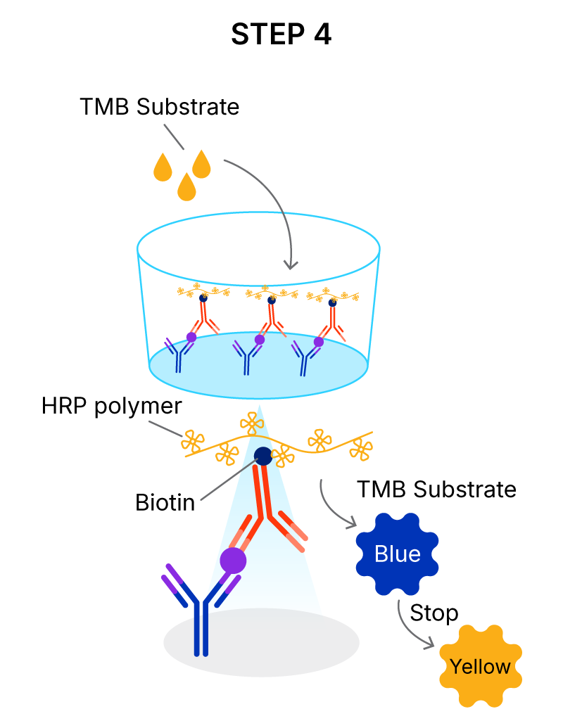 Quantikine High Sensitivity ELISA Kit Assay Principle Using a Streptavidin HRP Polymer Amplification System Step 4